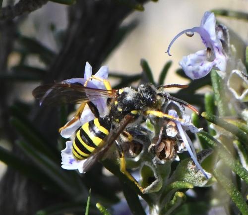 Nomada succincta